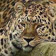 Фото -=☆LEOPARD☆=-