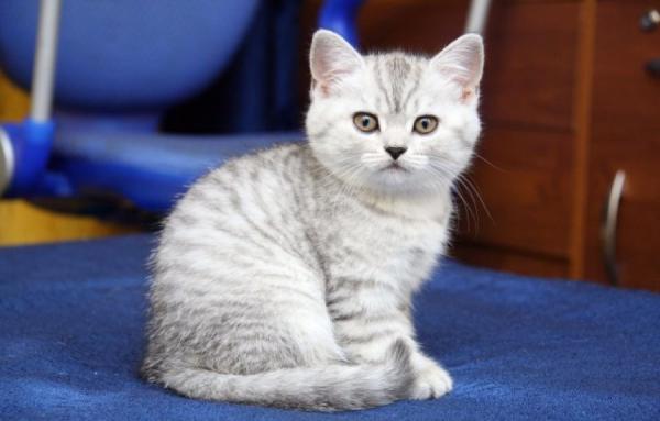 Фото KittyKatKatty