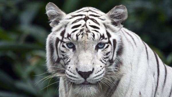 Фото ! White_Tiger !