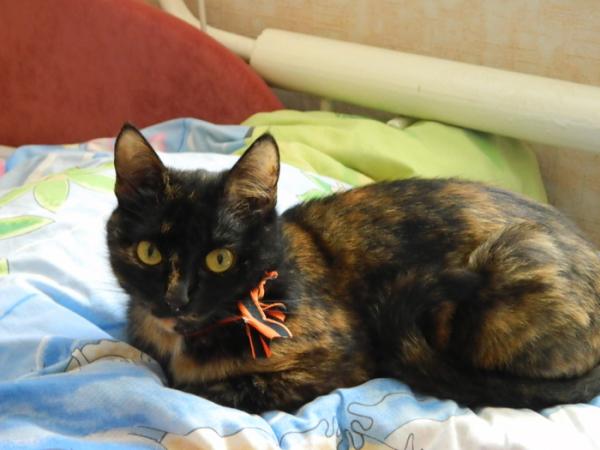 Фото сепаратист