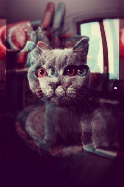 Фото Шоколад