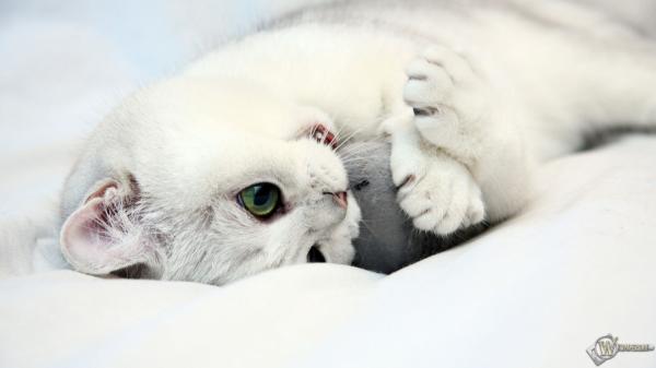 Фото Света Светикова