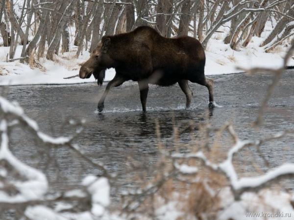 Фото Лось Из-Лосефермы