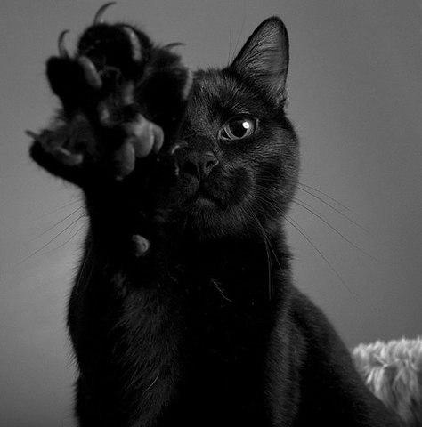 Фото Black_Cat