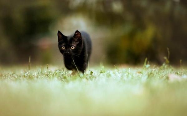 Фото Black_Cat