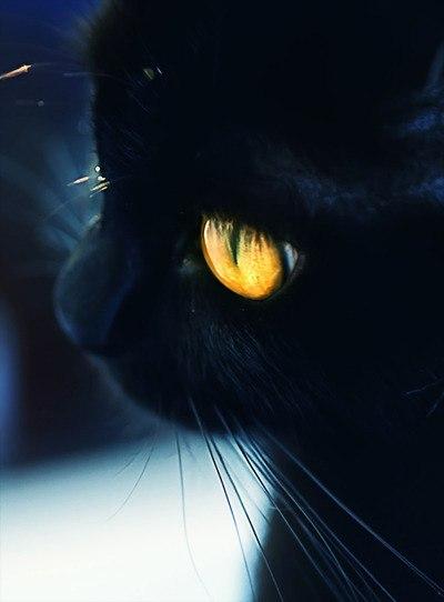 Фото Black_Cat