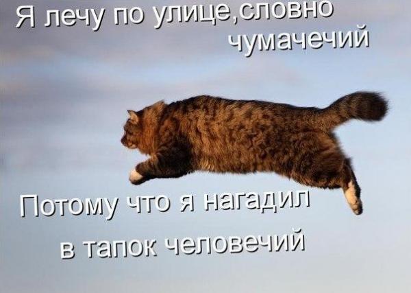 Фото Лера Аркадьева: Бедный котик Фото Лера Аркадьева: Бедный котик