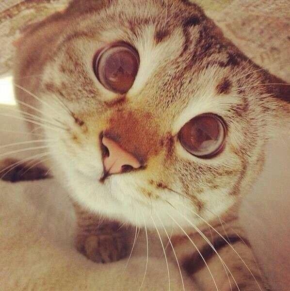 Фото GoldIIe4eHbKa