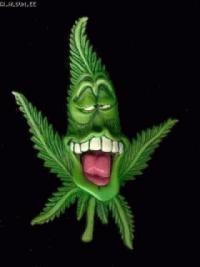 Фото ТРАВА_НЕ_НАРКОТИК