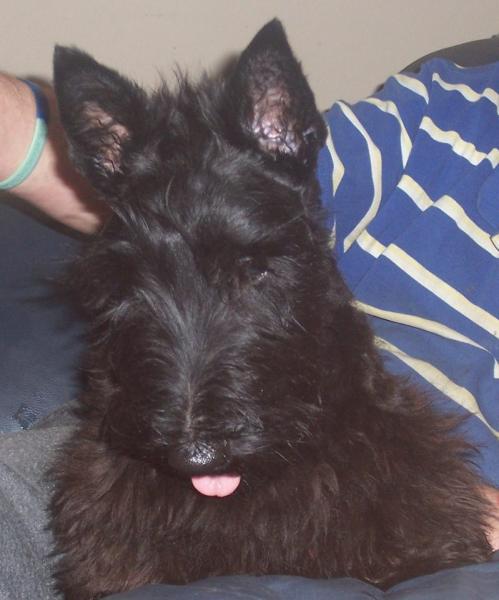 Фото Ольга Туманова: щенок